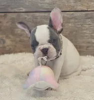 Tinsley, a female French Bulldog for sale in Perry, MO – 3 of 10