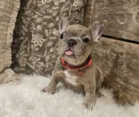 Bubbles, a male French Bulldog for sale in Perry, MO – Photo 3 of 10