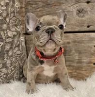 Bubbles, a male French Bulldog for sale in Perry, MO – Photo 2 of 10