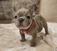 Bubbles, a male French Bulldog for sale in Perry, MO – Photo 8 of 10