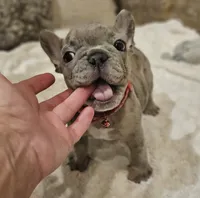 Bubbles, a male French Bulldog for sale in Perry, MO – Photo 5 of 10