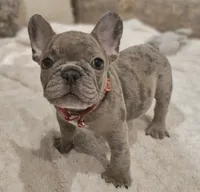 Bubbles, a male French Bulldog for sale in Perry, MO – Photo 4 of 10