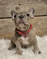 Bubbles, a male French Bulldog for sale in Perry, MO – Photo 1 of 10