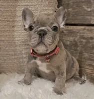 Bubbles, a male French Bulldog for sale in Perry, MO – Photo 9 of 10