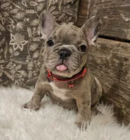Bubbles, a male French Bulldog for sale in Perry, MO – Photo 6 of 10