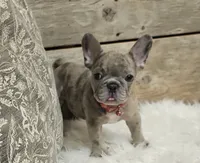 Bubbles, a male French Bulldog for sale in Perry, MO – Photo 10 of 10