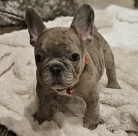 Bubbles, a male French Bulldog for sale in Perry, MO – Photo 7 of 10