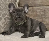 Gizmo, a male French Bulldog for sale in Perry, MO – 9 of 10