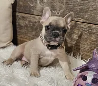 Tatum , a female French Bulldog for sale in Perry, MO – 9 of 10