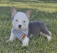 Sprout, a male Pembroke Welsh Corgi for sale in Perry, MO – 4 of 10