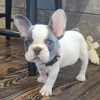 Tinsley, a female French Bulldog for sale in Perry, MO – 5 of 10