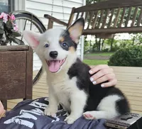 Penny, a female Pembroke Welsh Corgi for sale in Perry, MO – 2 of 8