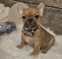 Riley, a male French Bulldog for sale in Perry, MO – Photo 1 of 10