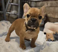 Riley, a male French Bulldog for sale in Perry, MO – Photo 4 of 10