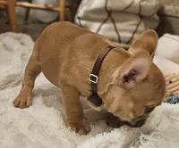 Riley, a male French Bulldog for sale in Perry, MO – Photo 7 of 10