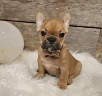 Riley, a male French Bulldog for sale in Perry, MO – Photo 8 of 10