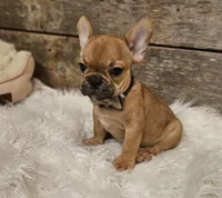 Riley, a male French Bulldog for sale in Perry, MO – Photo 6 of 10