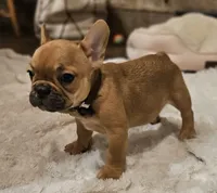 Riley, a male French Bulldog for sale in Perry, MO – Photo 3 of 10