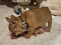 Riley, a male French Bulldog for sale in Perry, MO – Photo 2 of 10