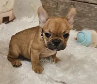 Riley, a male French Bulldog for sale in Perry, MO – Photo 5 of 10