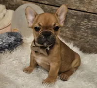 Riley, a male French Bulldog for sale in Perry, MO – Photo 9 of 10