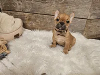 Riley, a male French Bulldog for sale in Perry, MO – Photo 10 of 10
