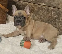 Bo, a male French Bulldog for sale in Perry, MO – 5 of 10