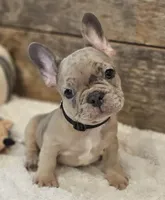 Spunk, a male French Bulldog for sale in Perry, MO – 3 of 10