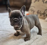 Silas, a male French Bulldog for sale in Perry, MO – 6 of 10