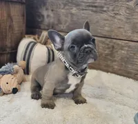 Silas, a male French Bulldog for sale in Perry, MO – 7 of 10