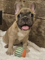 Bo, a male French Bulldog for sale in Perry, MO – 9 of 10