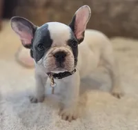 Tinsley, a female French Bulldog for sale in Perry, MO – 10 of 10