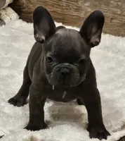 Gizmo, a male French Bulldog for sale in Perry, MO – 2 of 10