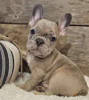 Spunk, a male French Bulldog for sale in Perry, MO – 6 of 10