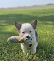 Sprout, a male Pembroke Welsh Corgi for sale in Perry, MO – 2 of 10