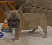 Bo, a male French Bulldog for sale in Perry, MO – 2 of 10