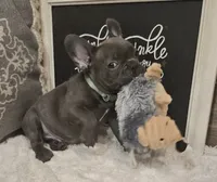 Gizmo, a male French Bulldog for sale in Perry, MO – 7 of 10