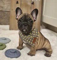 Boomer, a male French Bulldog for sale in Perry, MO – 5 of 10
