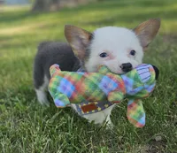 Sprout, a male Pembroke Welsh Corgi for sale in Perry, MO – 9 of 10
