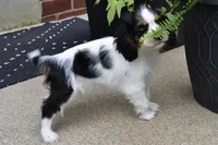 Wilder, a male Cavalier King Charles Spaniel for sale in Dundee, OH – 3 of 5