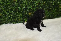 Brady, a male Cavapoo for sale in Dundee, OH – Photo 4 of 6