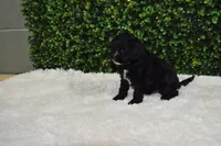 Brady, a male Cavapoo for sale in Dundee, OH – Photo 5 of 6