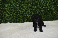 Brady, a male Cavapoo for sale in Dundee, OH – Photo 6 of 6