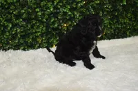 Brady, a male Cavapoo for sale in Dundee, OH – Photo 3 of 6