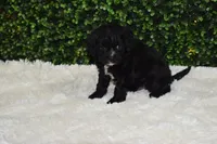 Brady, a male Cavapoo for sale in Dundee, OH – Photo 2 of 6