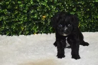 Brady, a male Cavapoo for sale in Dundee, OH – Photo 1 of 6