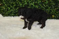 Bristol , a female Cavapoo for sale in Dundee, OH – Photo 4 of 6