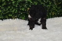 Bristol , a female Cavapoo for sale in Dundee, OH – Photo 6 of 6