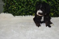 Bristol , a female Cavapoo for sale in Dundee, OH – Photo 2 of 6