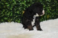 Bristol , a female Cavapoo for sale in Dundee, OH – Photo 3 of 6